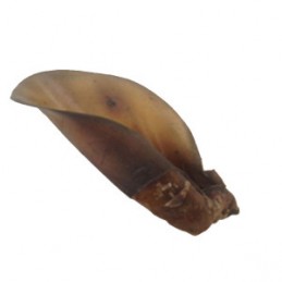 ABAKUS Ucho wołowe z mięsem...